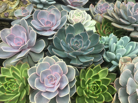 Succulents (Assorted Sizes)