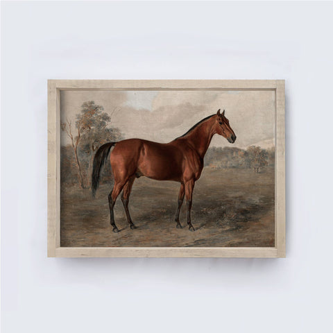 Vintage Horse Print Framed | Equestrian Art A195